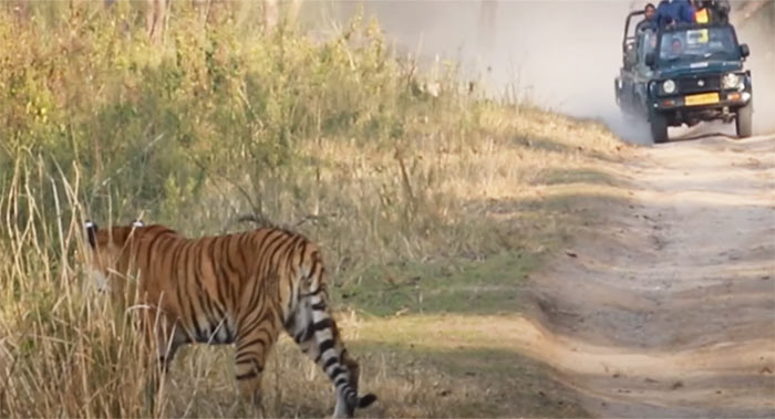 Tiger in Dhikala Zone