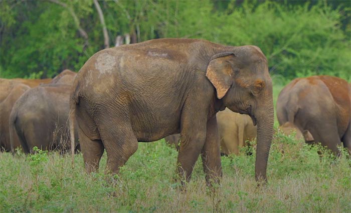 Elephant in Durga Devi Zone