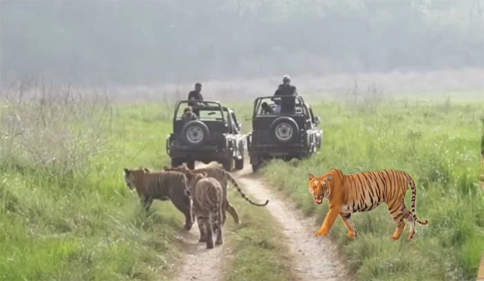 Garjia Zone Corbett