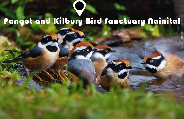 Pangot and Kilbury Bird Sanctuary Nainital