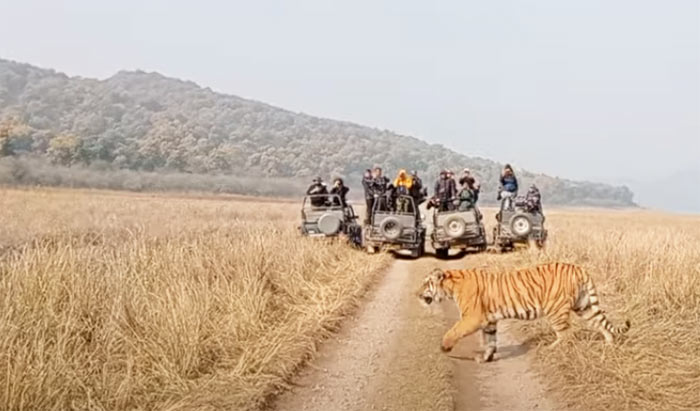 Tiger at Bijrani Zone Corbett