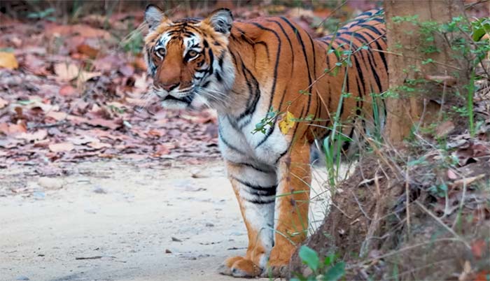 Tiger in Jhirna Zone
