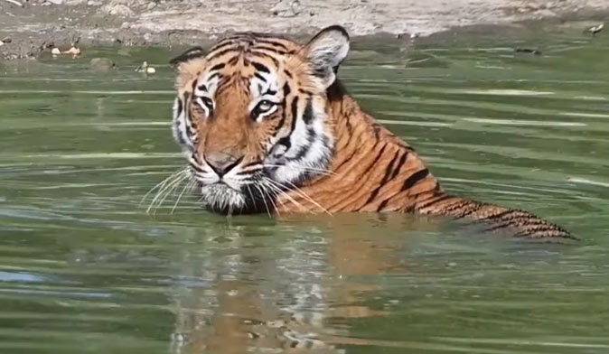 tiger in Phato Zone Corbett
